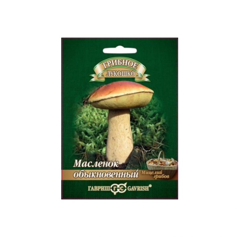 масленок