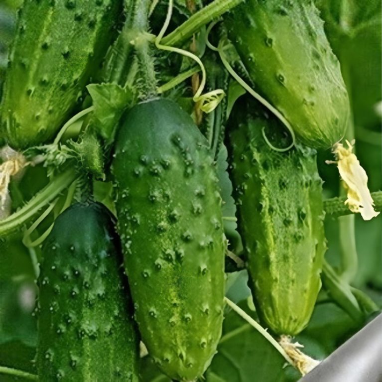 мужичок с ногоок 12