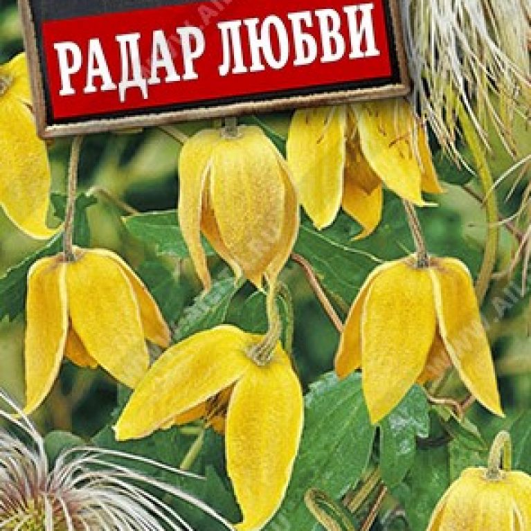 радар любви