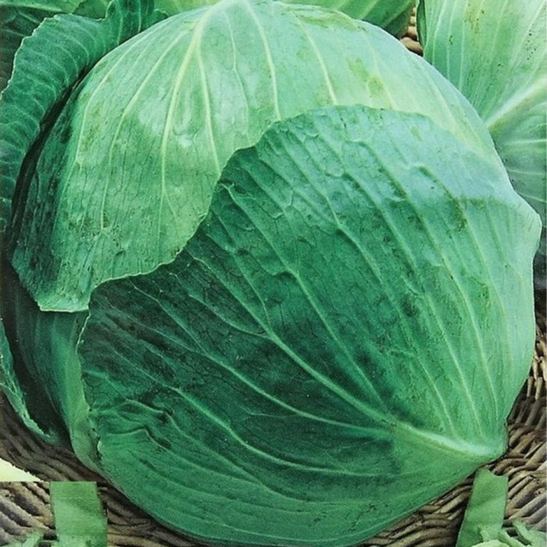 судья 06