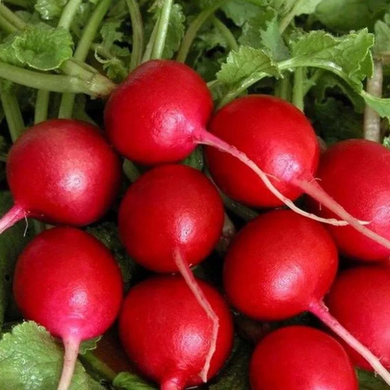 тореро 15