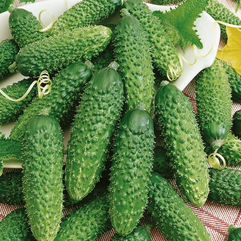 туми 22