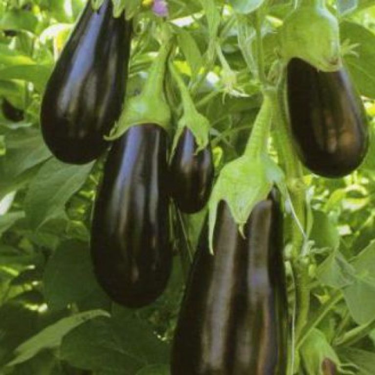 универсал 6